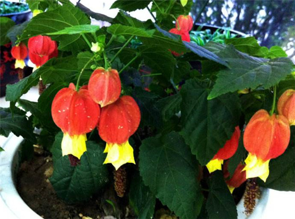 蔓性风铃花怎样扦插 蔓性风铃花的扦插繁殖方法在这里哦