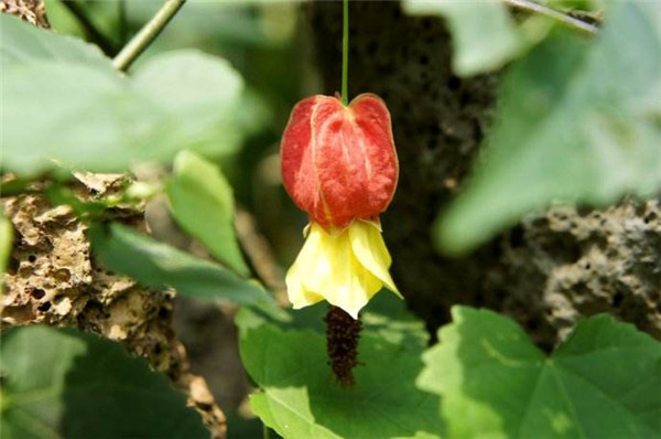 蔓性风铃花怎么搭架 这样给蔓性风铃花搭架观赏价值更高