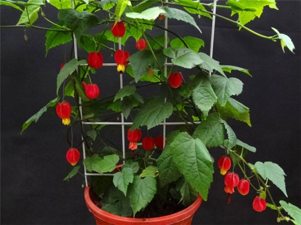 蔓性风铃花怎么搭架 这样给蔓性风铃花搭架观赏价值更高