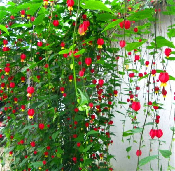 蔓性风铃花怎么搭架 这样给蔓性风铃花搭架观赏价值更高