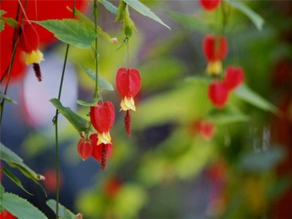 蔓性风铃花怎么搭架 这样给蔓性风铃花搭架观赏价值更高
