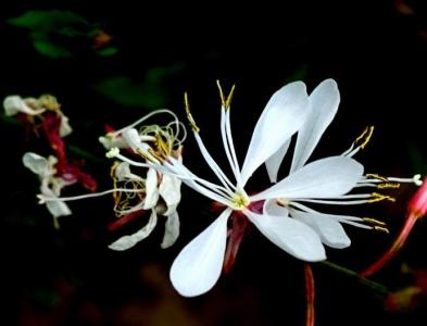 ǧ񻨵ķֳϸ ôǧ񻨷ֳѧ