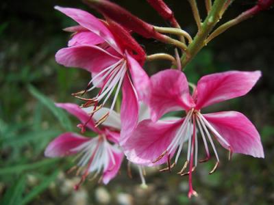 ǧ񻨵ķֳϸ ôǧ񻨷ֳѧ