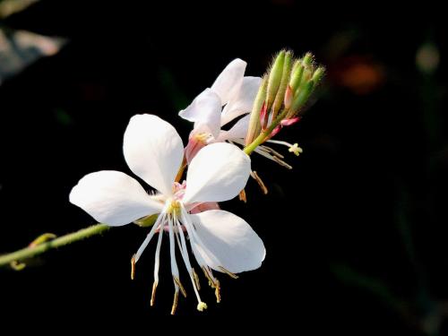 ǧ񻨵ķֳϸ ôǧ񻨷ֳѧ