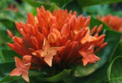 龙船花开过花怎么养护 龙船花在花谢后这样处理还能再开花哦