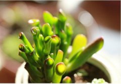 ͲҶ����Ҷ�ӱ�����ô���� Ҷ�ӱ�����ô���ͺ���