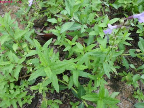 甘露子的养殖方法和注意事项是什么 这么养甘露子一定好