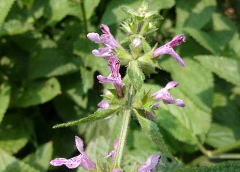 甘露子的养殖方法和注意事项是什么 这么养甘露子一定好