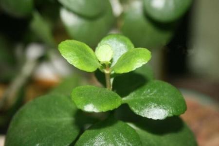 落地生根怎么施肥方法介绍 这么给落地生根施肥很简单