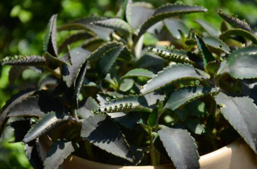 落地生根怎么施肥方法介绍 这么给落地生根施肥很简单