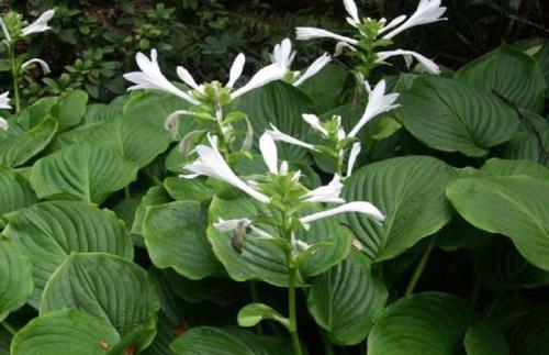 落地生根怎么施肥方法介绍 这么给落地生根施肥很简单