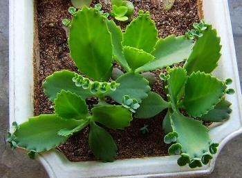 落地生根怎么修剪方法图解 这么给落地生根绝对没错