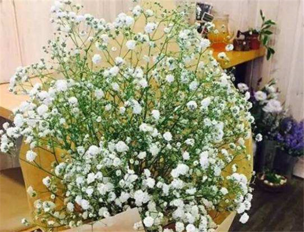 盆栽满天星好养吗 原来满天星需要这样养护才长得好