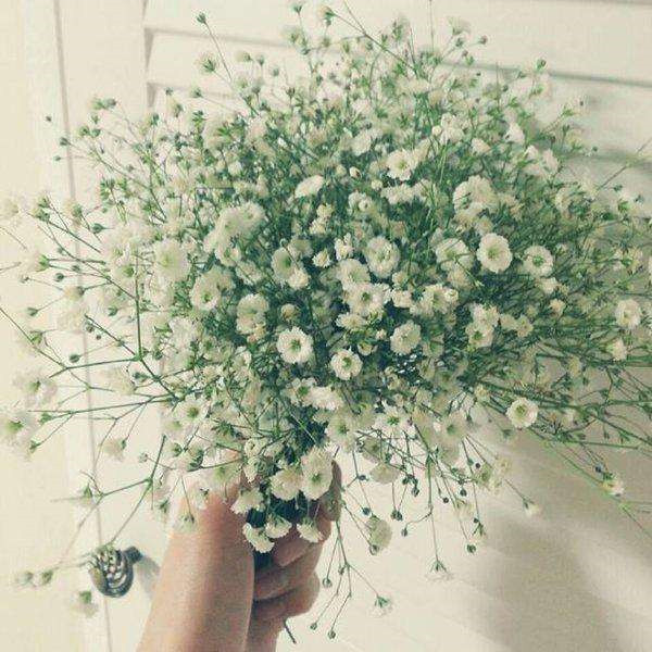 盆栽满天星好养吗 原来满天星需要这样养护才长得好