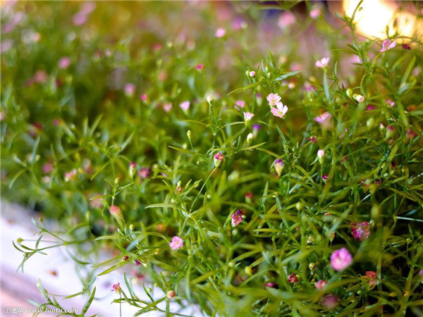 盆栽满天星好养吗 原来满天星需要这样养护才长得好