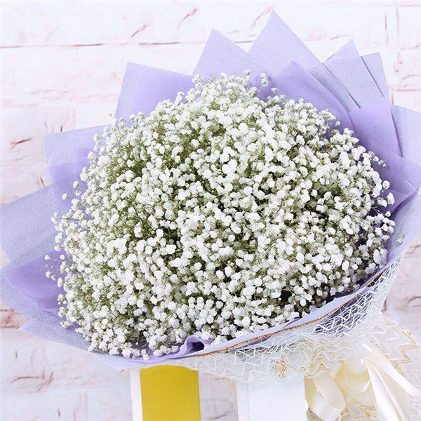 盆栽满天星好养吗 原来满天星需要这样养护才长得好