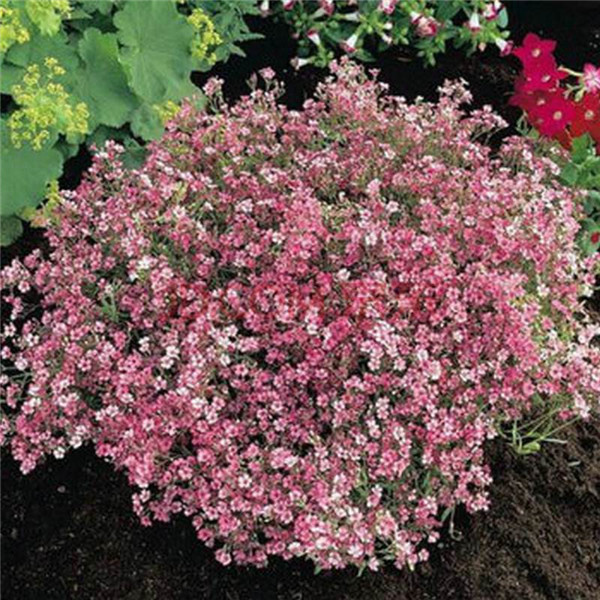 盆栽满天星怎么浇水 满天星四季浇水方法小技巧看这里