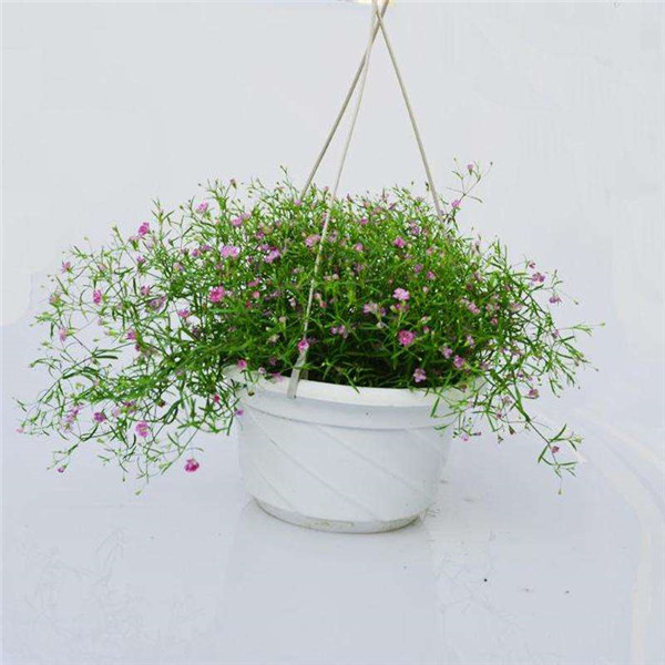 盆栽满天星怎么浇水 满天星四季浇水方法小技巧看这里