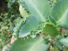 落地生根叶子发软怎么处理 这么做就好啦