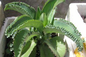 落地生根叶片发紫正常吗 落地生根叶片发紫怎么做才好呢