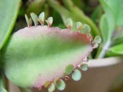 落地生根叶子长弯了怎么办 落地生根叶子长弯这么解决就好啦