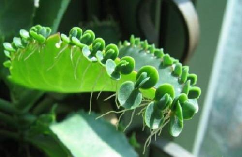 落地生根叶子长弯了怎么办 落地生根叶子长弯这么解决就好啦