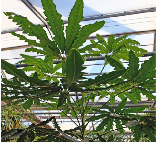 孔雀木怎么浇水多久浇一次 孔雀木的水肥管理技巧看这里