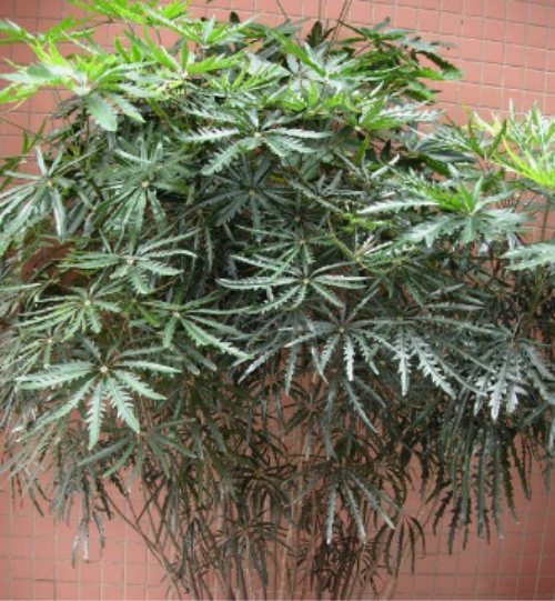 孔雀木怎么浇水多久浇一次 孔雀木的水肥管理技巧看这里