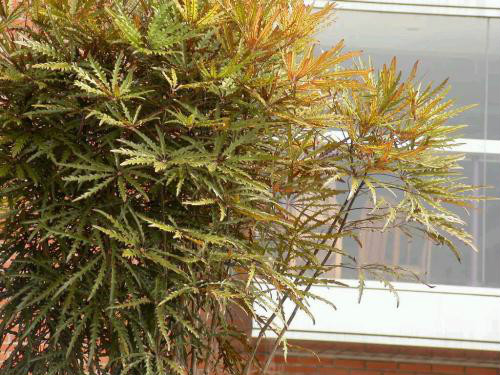 孔雀木怎么浇水多久浇一次 孔雀木的水肥管理技巧看这里