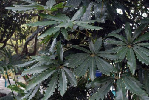 孔雀木怎么浇水多久浇一次 孔雀木的水肥管理技巧看这里