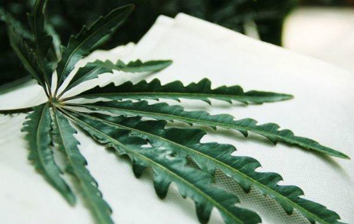 孔雀木怎么浇水多久浇一次 孔雀木的水肥管理技巧看这里