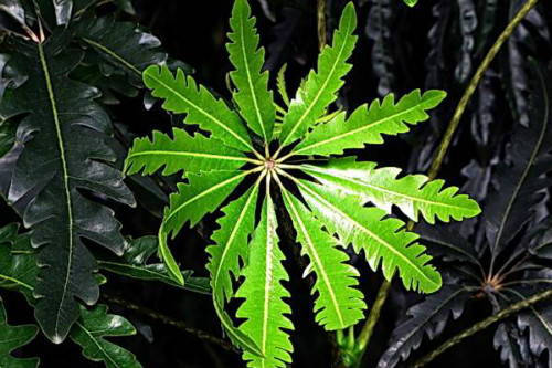 孔雀木与风水什么关系 孔雀木的寓意及象征你一定不知道