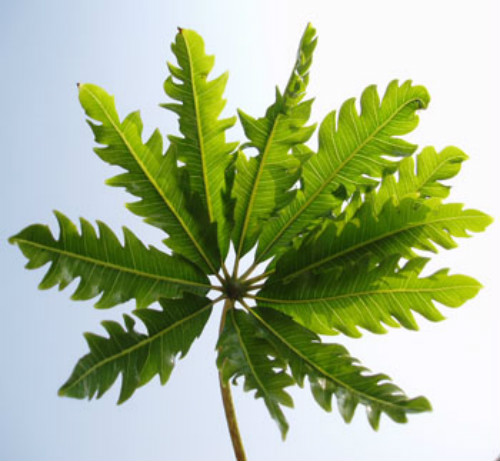 孔雀木与风水什么关系 孔雀木的寓意及象征你一定不知道