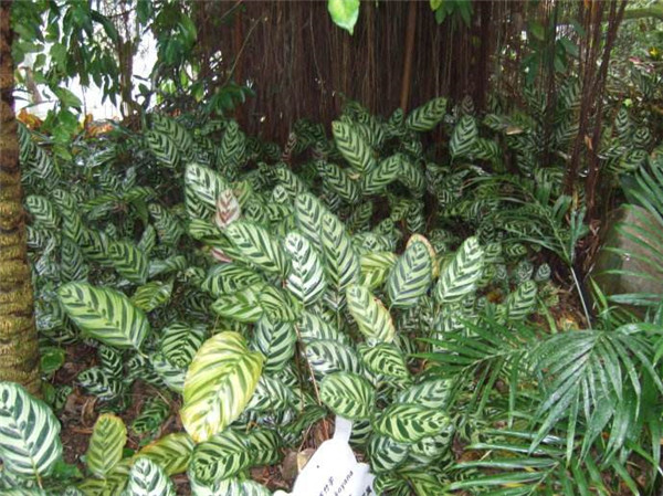 猫眼竹芋怎么繁殖 猫眼竹芋的这两种繁殖方法你必须了解