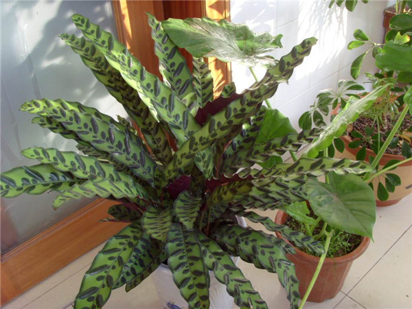 猫眼竹芋怎么繁殖 猫眼竹芋的这两种繁殖方法你必须了解