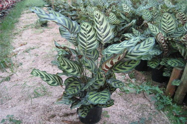 猫眼竹芋怎么繁殖 猫眼竹芋的这两种繁殖方法你必须了解