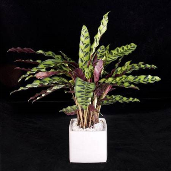 猫眼竹芋怎么繁殖 猫眼竹芋的这两种繁殖方法你必须了解