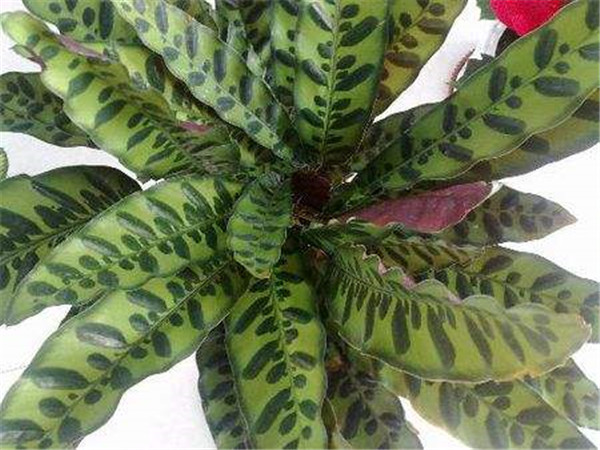 è�����󿪻��� ��Щè�����󻨺�����ע�������㶼�˽���