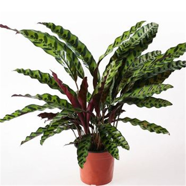 è�����󿪻��� ��Щè�����󻨺�����ע�������㶼�˽���