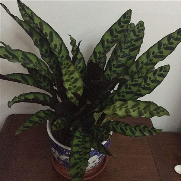 è�����󿪻��� ��Щè�����󻨺�����ע�������㶼�˽���