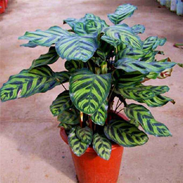 è��������ô���� ��������è���������������о��Դ�����