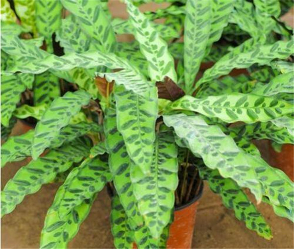 è��������ô���� ��������è���������������о��Դ�����