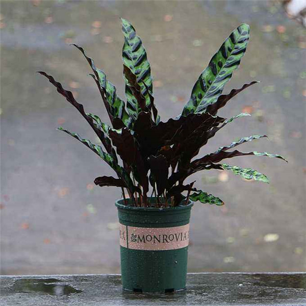 è��������ô���� ��������è���������������о��Դ�����