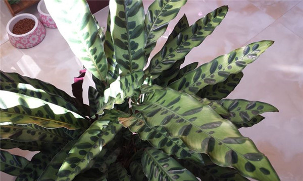 è��������ô���� ��������è���������������о��Դ�����