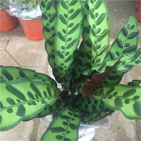 è��������ô���� ��������è���������������о��Դ�����