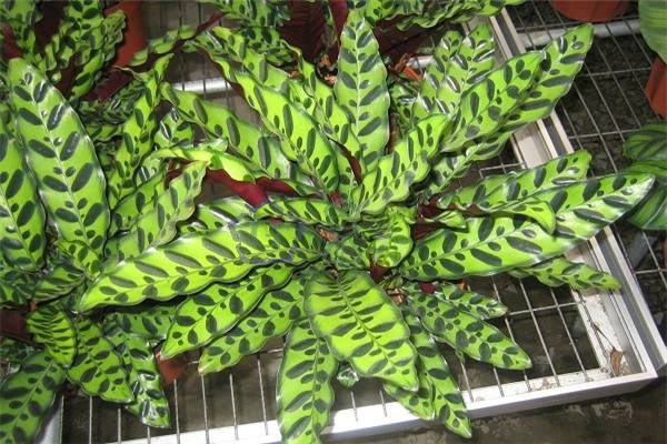 è��������ô���� ��������è���������������о��Դ�����