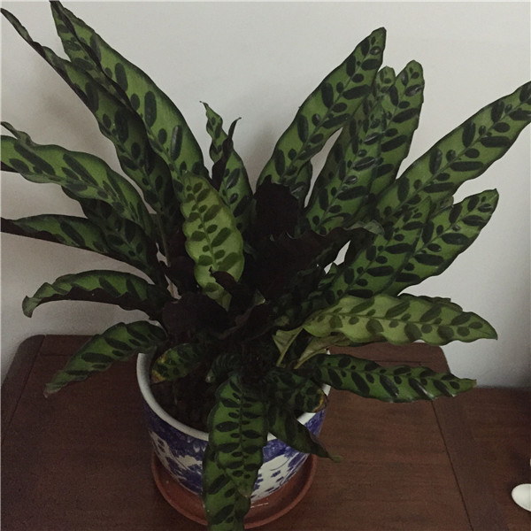 è��������ô�����ÿ� ��Щ��ֳ����С����������˽�