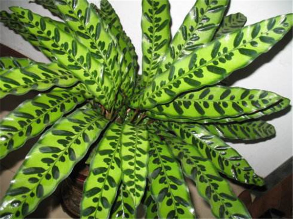 è��������ô�����ÿ� ��Щ��ֳ����С����������˽�