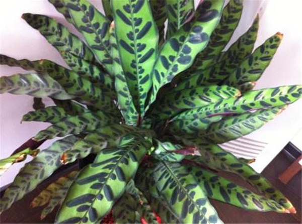 è��������ô�����ÿ� ��Щ��ֳ����С����������˽�