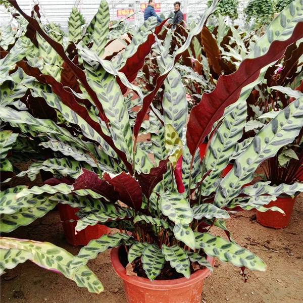 è��������ô�����ÿ� ��Щ��ֳ����С����������˽�